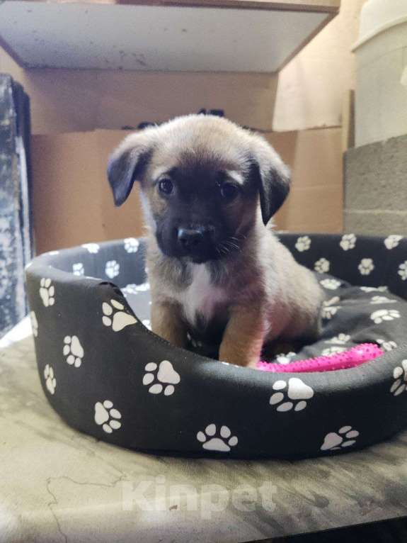 Собаки в Ессентуках: Щенки бесплатно в добрые руки Мальчик, Бесплатно - фото 7