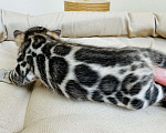 Кошки в Москве: Бенгальские котята питомник Leopardetta Мальчик, Бесплатно - фото 7