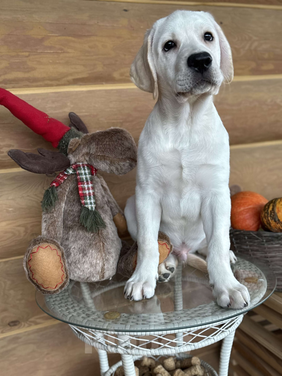 Собаки в Москве: Щенки лабрадора Мальчик, 80 000 руб. - фото 1