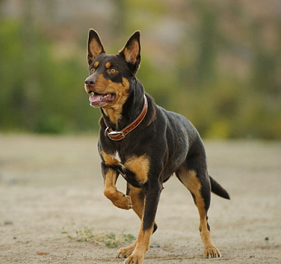 Австралийский келпи