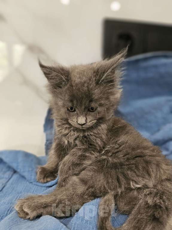 Кошки в Ореховом-Зуево: Прекрасные клубные мейн куны Мальчик, 45 000 руб. - фото 2