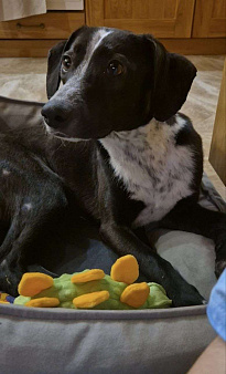 Отдам собаку в добрые руки