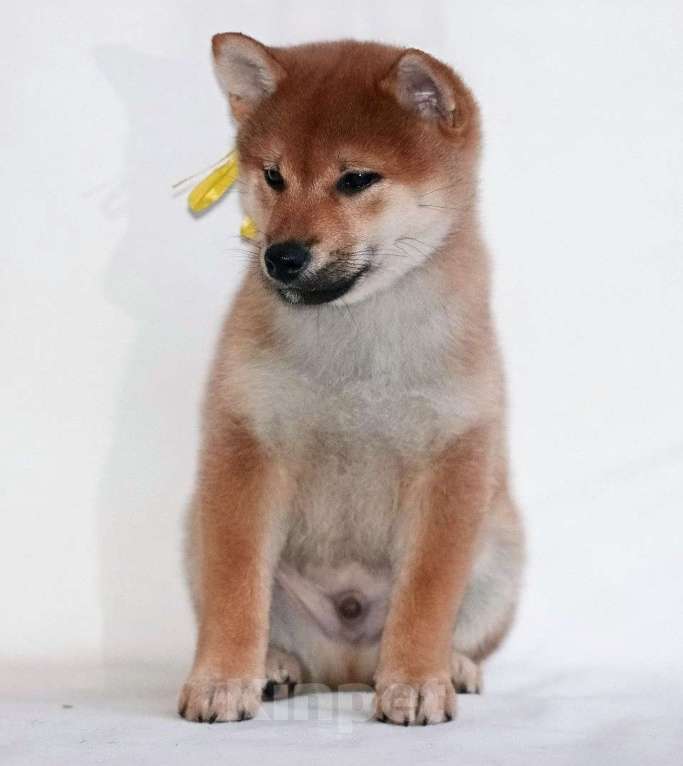 Собаки в других городах Тверской области: Дзай Мальчик, 60 000 руб. - фото 2