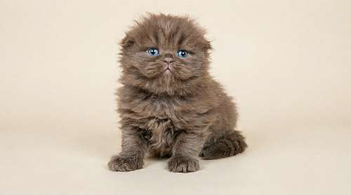 Шотландский вислоухий шоколадный котик