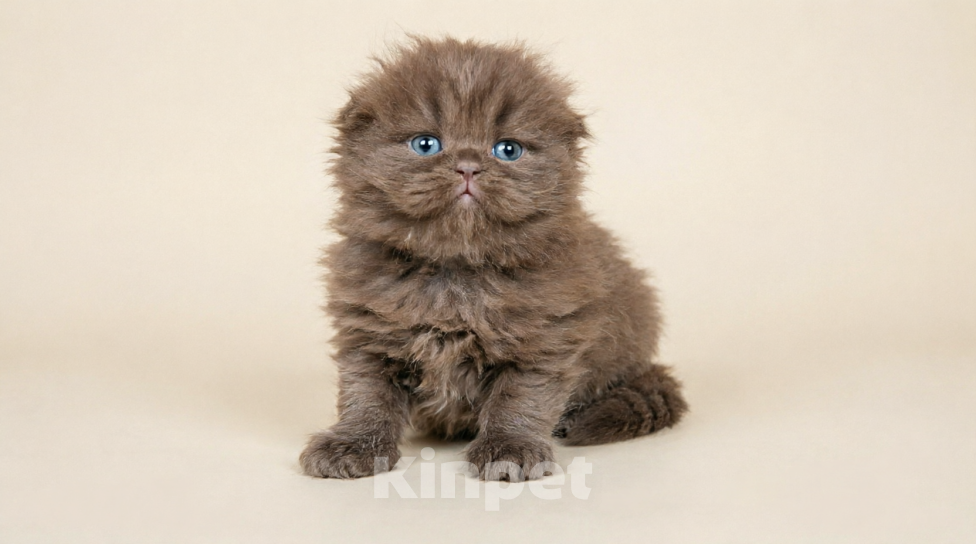 Кошки в Нижнем Новгороде: Шотландский вислоухий шоколадный котик Мальчик, 50 000 руб. - фото 1