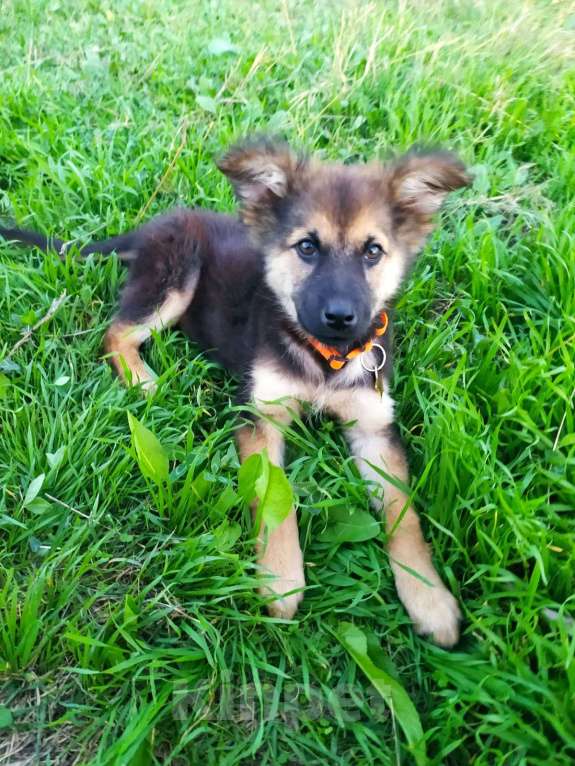 Собаки в Москве: Щеночек фенотип овчарки Мальчик, Бесплатно - фото 5