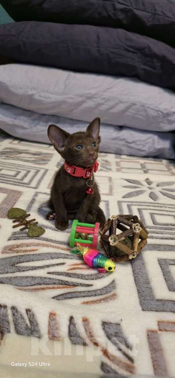 Кошки в Москве: Девочка с красным ошейником Девочка, 50 000 руб. - фото 4