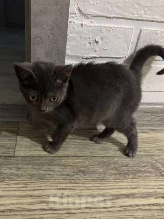 Кошки в Воронеже: Отдам милого котеночка доброму хозяину Девочка, Бесплатно - фото 2