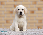 Собаки в других городах Московской области: Палевые щенки Лабрадора от Чемпиона Мира Мальчик, 90 000 руб. - фото 1