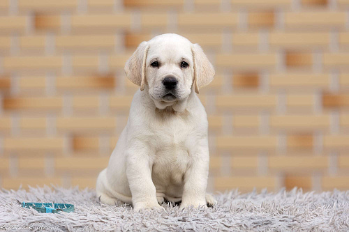 Палевые щенки Лабрадора от Чемпиона Мира
