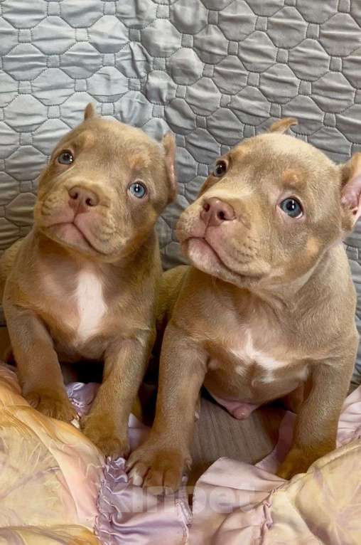 Собаки в Санкт-Петербурге: Американский Булли Мальчик, 65 000 руб. - фото 9