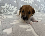 Собаки в Чехове: Щенки Джек Рассел терьер  Мальчик, 30 000 руб. - фото 7