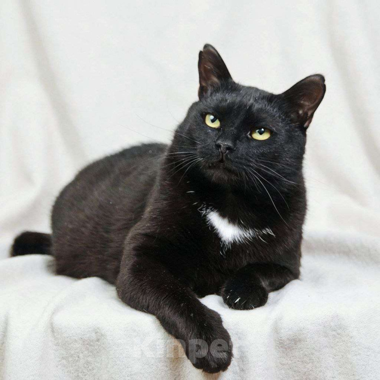 Кошки в Москве: Кот Микроскоп. Солидный кот для солидных господ. Мальчик, Бесплатно - фото 4