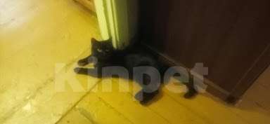 Кошки в Казани: Марсик Мальчик, Бесплатно - фото 2