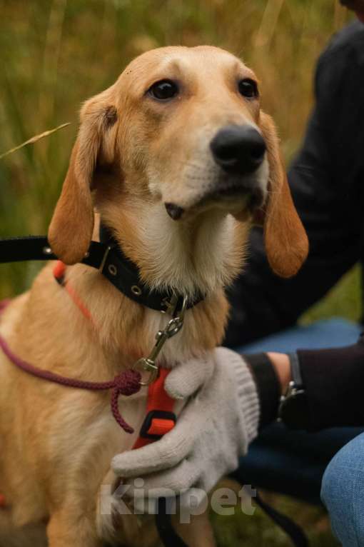 Собаки в Санкт-Петербурге: Русская гончая, щенок Рона из приюта Девочка, Бесплатно - фото 2