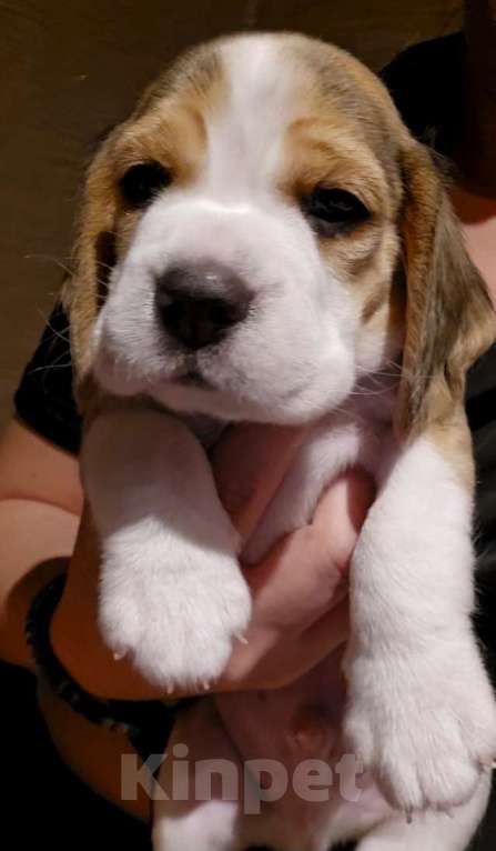 Собаки в Чите: Красная лента Мальчик, 50 000 руб. - фото 4