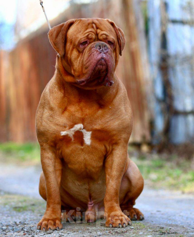 Собаки в Москве: Щенок. Кобель. Бордоский дог.  Мальчик, 120 000 руб. - фото 1