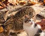 Кошки в Москве: Заберите котёнка с улицы Девочка, Бесплатно - фото 4