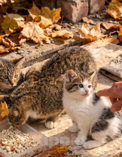Кошки в Москве: Заберите котёнка с улицы Девочка, Бесплатно - фото 4