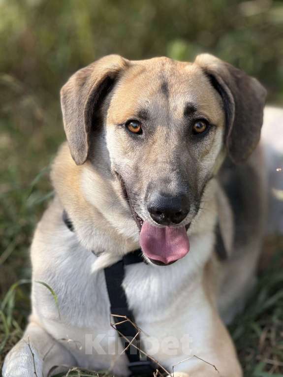 Собаки в Москве: Тима Мальчик, Бесплатно - фото 6