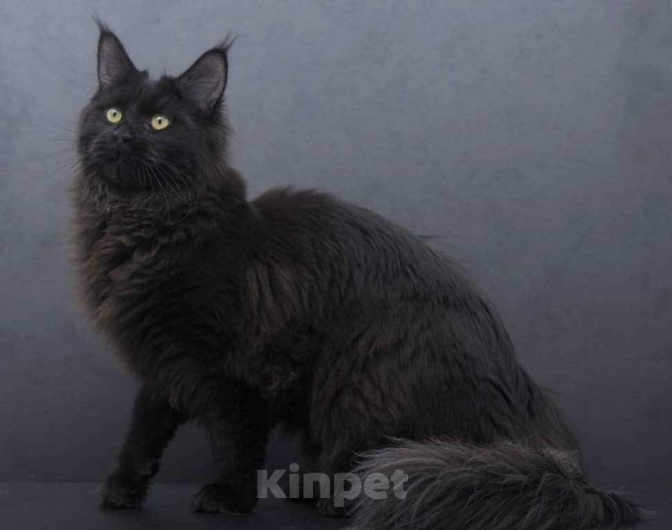 Кошки в Москве: Котенок мейн-кун  Девочка, 35 000 руб. - фото 2