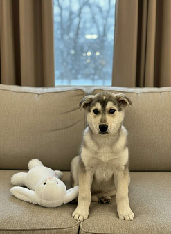 Щенок метиса лайки некрупный ищет дом