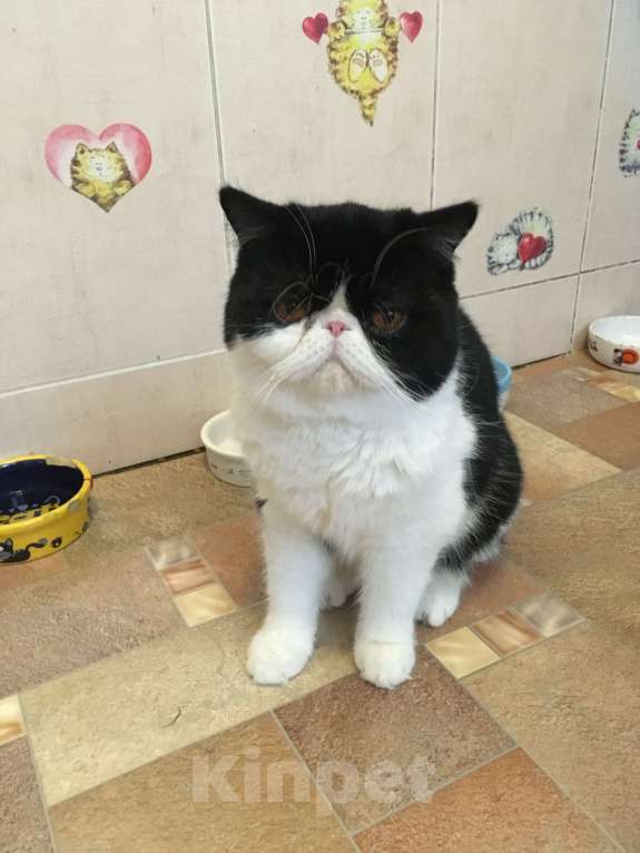 Кошки в Барнауле: Tomarin Тигрис Мальчик, 30 000 руб. - фото 2