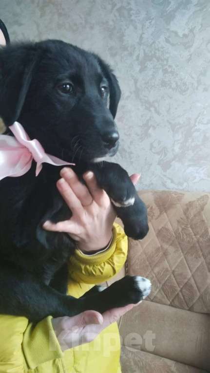 Собаки в Санкт-Петербурге: Чудесный умный щенок ищет дом Девочка, Бесплатно - фото 6