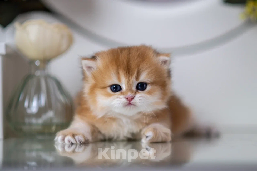 Кошки в Балашихе: Красивая британская девочка Белоснежка Девочка, 70 000 руб. - фото 5