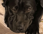 Собаки в Москве: Отдам даром девочку помесь шарпея и лабрадора Девочка, Бесплатно - фото 2