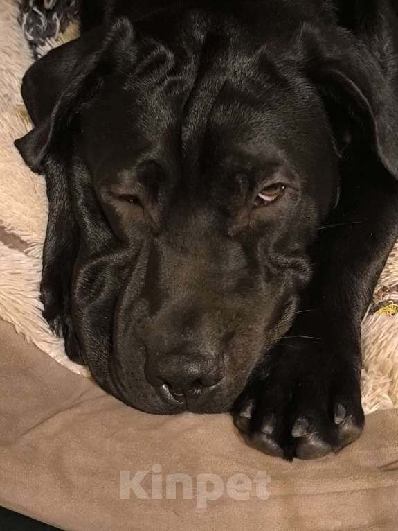 Собаки в Москве: Отдам даром девочку помесь шарпея и лабрадора Девочка, Бесплатно - фото 2