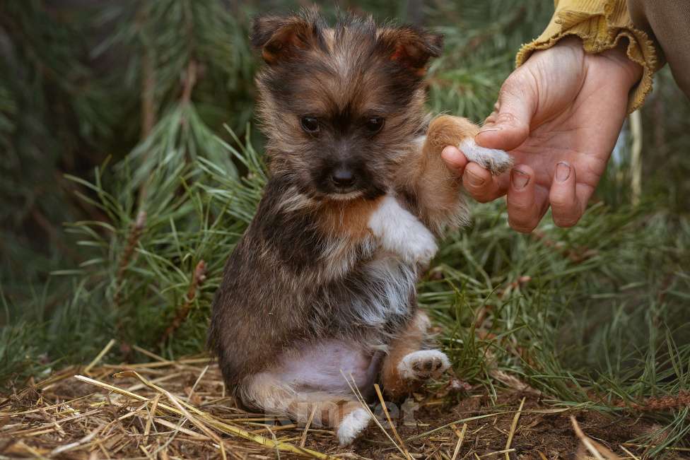 Собаки в Москве: мелкаш Мики в добрые руки Мальчик, Бесплатно - фото 2