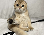 Кошки в Москве: Шотландский вислоухий котенок Девочка, 40 000 руб. - фото 1