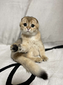 Шотландский вислоухий котенок
