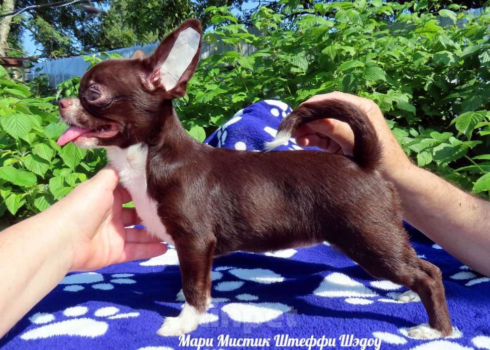 Собаки в Санкт-Петербурге: Девочки чихуахуа из питомника Мари Мистик Девочка, 50 000 руб. - фото 8