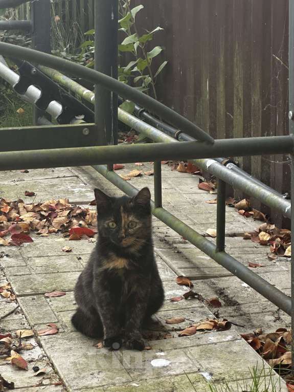 Кошки в Звенигороде: котята ищут дом Девочка, Бесплатно - фото 5