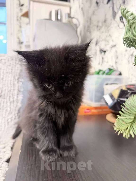 Кошки в Краснодаре: Продаю котенка Девочка, 45 000 руб. - фото 3