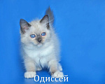 Кошки в Москве: Невский маскарадный котёнок Одиссей Мальчик, 5 000 руб. - фото 2