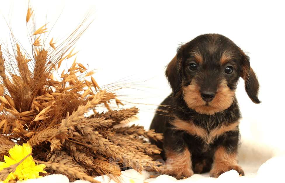 Собаки в Санкт-Петербурге: Потрясающие таксята. Питомник РКФ Мальчик, 45 000 руб. - фото 6
