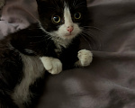 Кошки в Новокузнецке: Котенок мальчик Мальчик, Бесплатно - фото 2