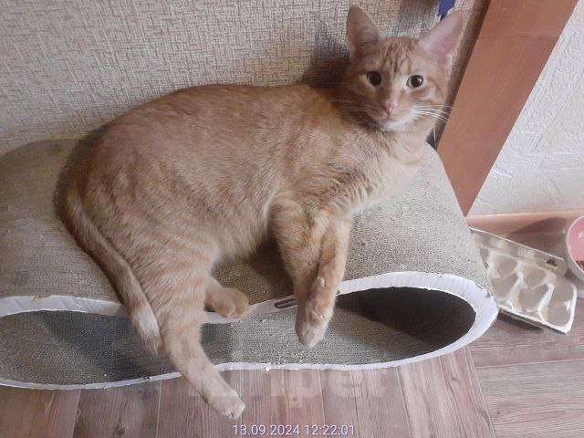 Кошки в Москве: кот Руди ищет дом Мальчик, Бесплатно - фото 9