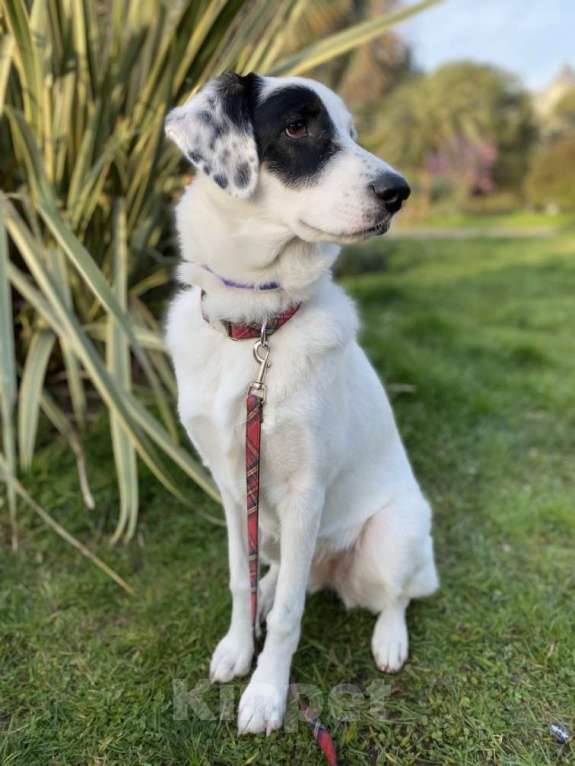 Собаки в других городах Московской области: Ищет Дом Девочка, Бесплатно - фото 3