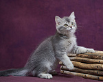 Кошки в Барнауле: Шотландский котик-страйт Юстас🤍 Мальчик, Бесплатно - фото 1