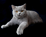 Кошки в Москве: Голубой британский кот. Крупный Мальчик, Бесплатно - фото 2