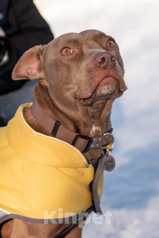 Собаки в Москве: Ласковая собака в добрые руки Девочка, Бесплатно - фото 1