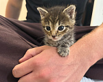 Кошки в Москве: Котята в добрые руки Девочка, Бесплатно - фото 3