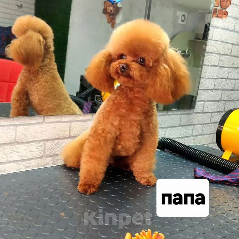 Собаки в Владикавказе: Бишон фризе-Бишпу Мальчик, 55 000 руб. - фото 2