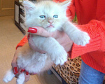 Кошки в Санкт-Петербурге: котенок мейн-кун# Мальчик, 50 000 руб. - фото 2