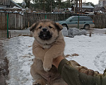 Собаки в Приозерске: Отдам в хорошие руки Мальчик, Бесплатно - фото 1