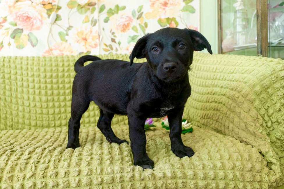 Собаки в других городах Московской области: Щенок в добрые руки Мальчик, Бесплатно - фото 3